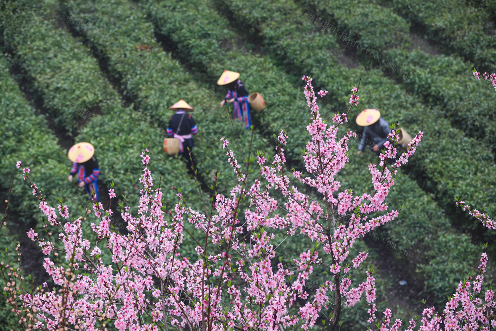 采茶 茶