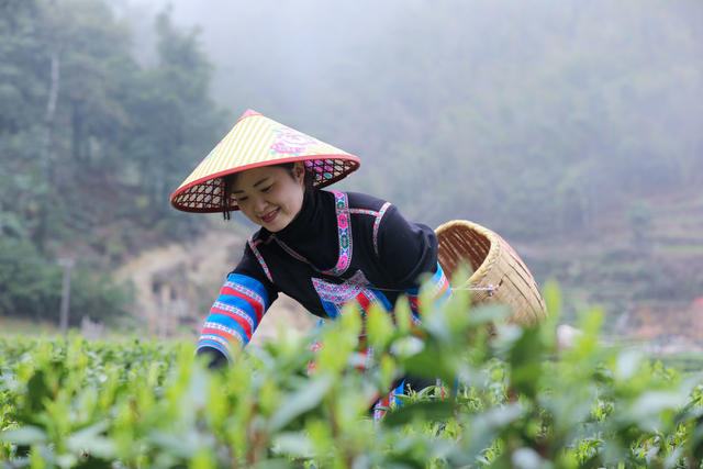 采茶 茶