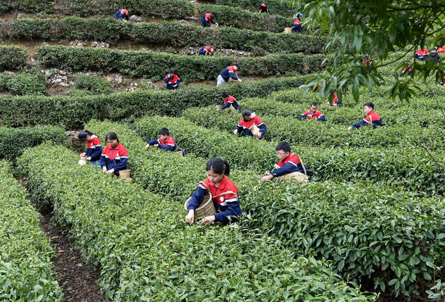 教育 学生 劳动实践 采茶 茶园 劳动课 劳作  茶园基地