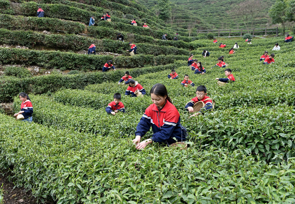 教育 学生 劳动实践 采茶 茶园 劳动课 劳作  茶园基地