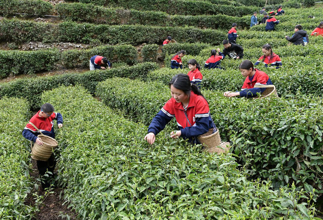 教育 学生 劳动实践 采茶 茶园 劳动课 劳作  茶园基地