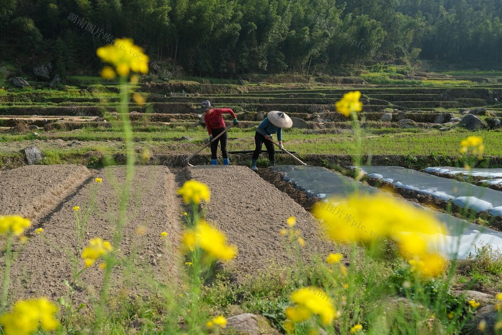 金银花，种植，