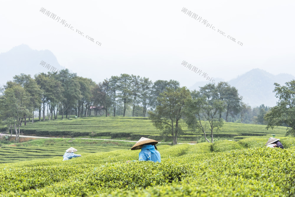 茶场  采摘  山景 