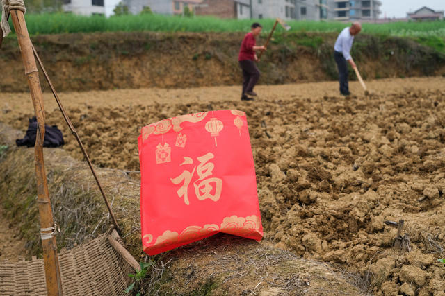 农民，种植花生