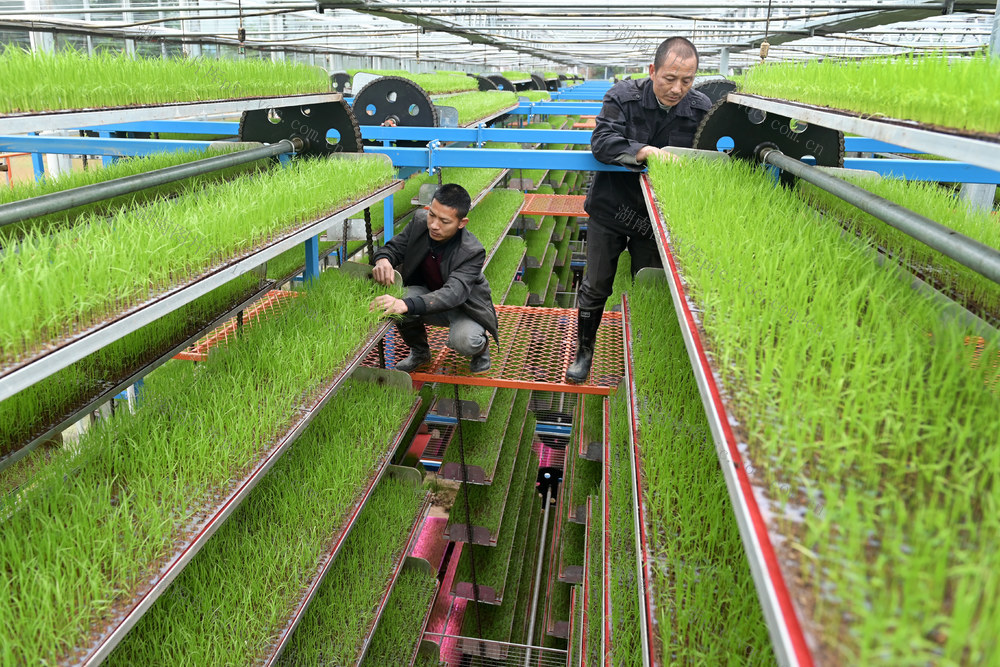  育秧工厂 集约化育秧 水稻 秧苗 机械化作业 农业 粮食生产 农民