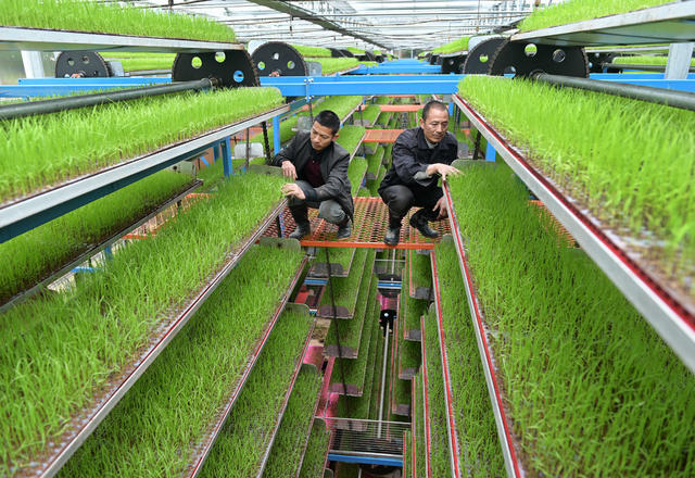  育秧工厂 集约化育秧 水稻 秧苗 机械化作业 农业 粮食生产 农民