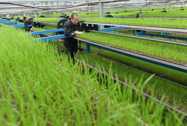  育秧工厂 集约化育秧 水稻 秧苗 机械化作业 农业 粮食生产 农民
