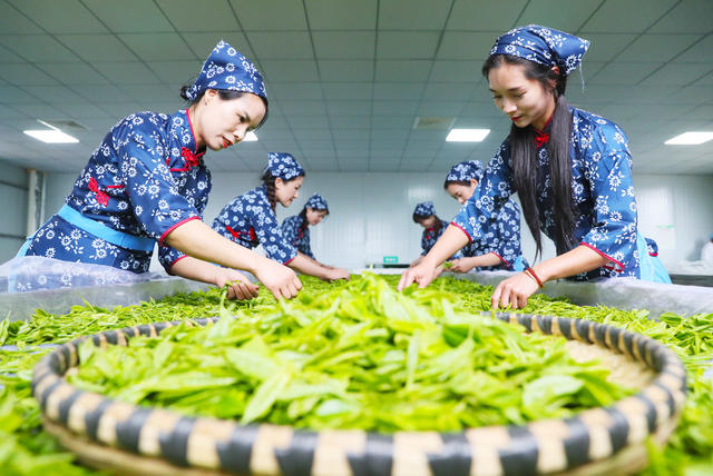 茶叶  采茶  清明  农业  产业