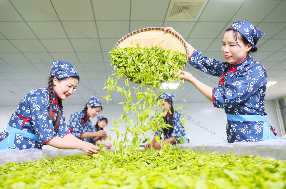 茶叶  采茶  清明  农业  产业