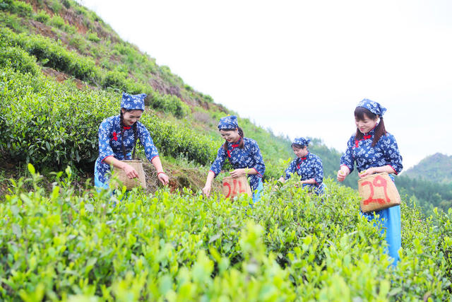 茶叶  采茶  清明  农业  产业