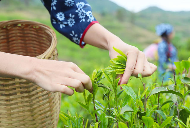 茶叶  采茶  清明  农业  产业
