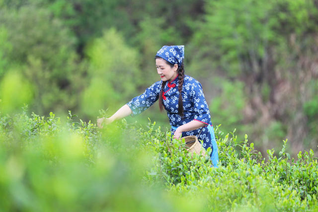 茶叶  采茶  清明  农业  产业