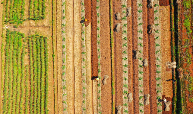 农事  挖土  春耕