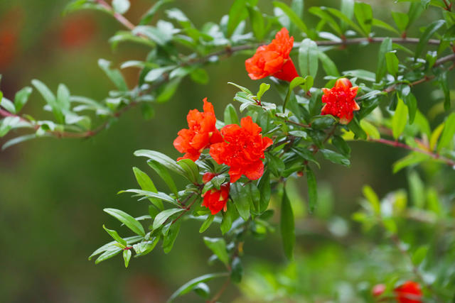 石榴花  火红  