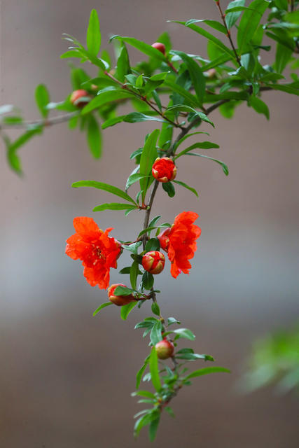石榴花  火红  