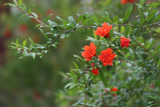 石榴花  火红  