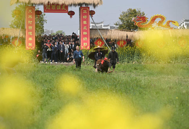 稻田公园 舞龙 春分 米塑制作 安仁县 油菜花田 赶分社 民俗文化 传统技艺 节令活动