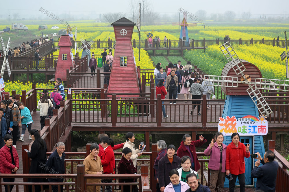  Strawberry Picking and Rape Flower Farming in Changjiang Village, Beautiful Rural Tourism, Ecological and Green Development 