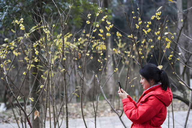植物园  腊梅 花展 湖南长沙 旅游观光 休闲 