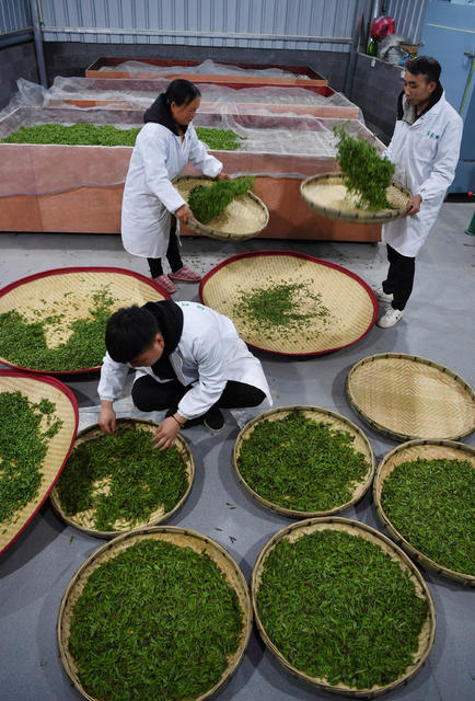 保靖县 湘西 茶农 黄金茶 精准扶贫 带货直播 苗服 茶园 种植业 合作社 苗寨 小康 采茶
