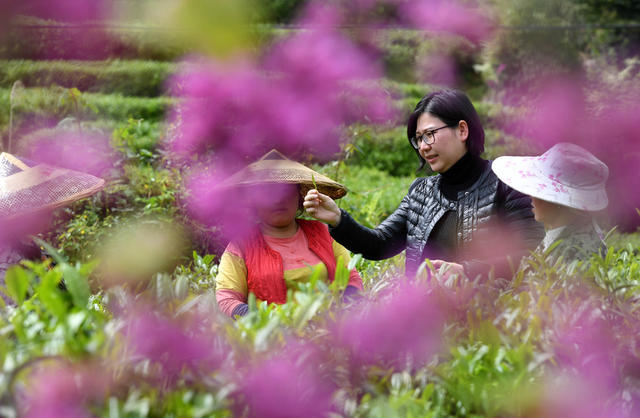 保靖县 湘西 茶农 黄金茶 精准扶贫 带货直播 苗服 茶园 种植业 合作社 苗寨 小康 采茶