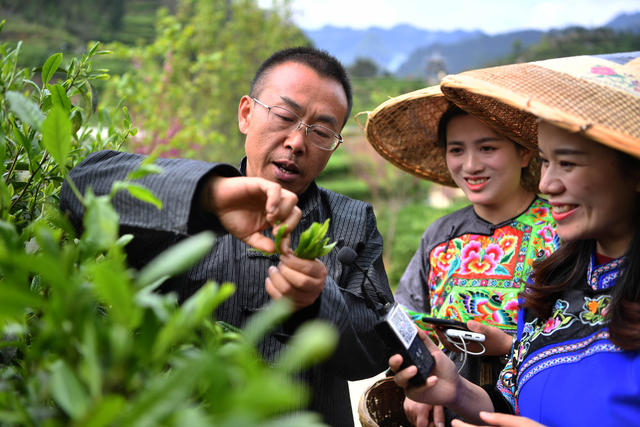 保靖县 湘西 茶农 黄金茶 精准扶贫 带货直播 苗服 茶园 种植业 合作社 苗寨 小康 采茶