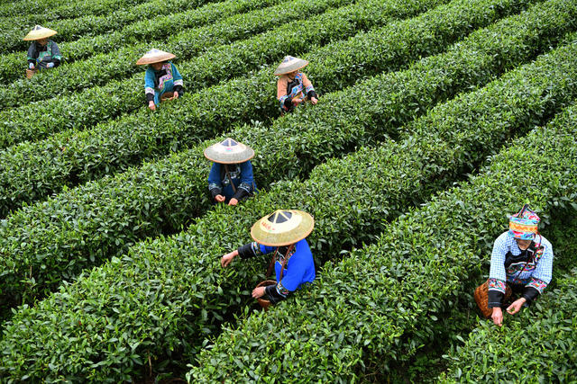 保靖县 湘西 茶农 葫芦镇 黄金茶 精准扶贫 带货直播 “大地指纹”苗服 茶园 种植业 合作社 苗寨 贫困户