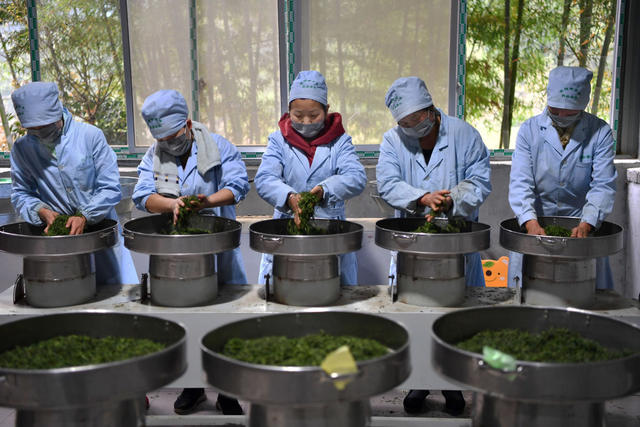 保靖县 湘西 茶农 葫芦镇 黄金茶 精准扶贫 带货直播 “大地指纹”苗服 茶园 种植业 合作社 苗寨 贫困户