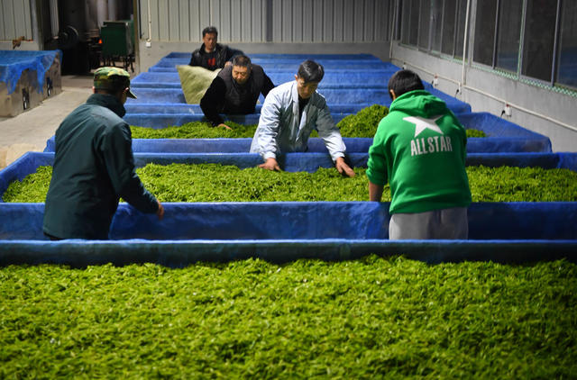 保靖县 湘西 茶农 葫芦镇 黄金茶 精准扶贫 带货直播 “大地指纹”苗服 茶园 种植业 合作社 苗寨 贫困户