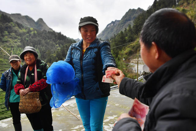保靖县 湘西 茶农 葫芦镇 黄金茶 精准扶贫 带货直播 “大地指纹”苗服 茶园 种植业 合作社 苗寨 贫困户
