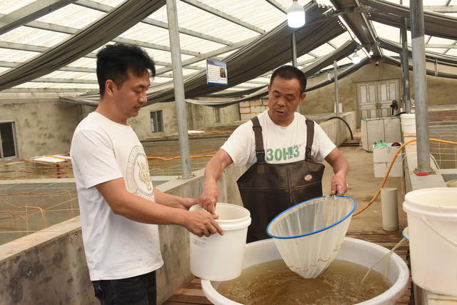 农业  水产养殖  南美白对虾  淡化养殖  虾苗转场