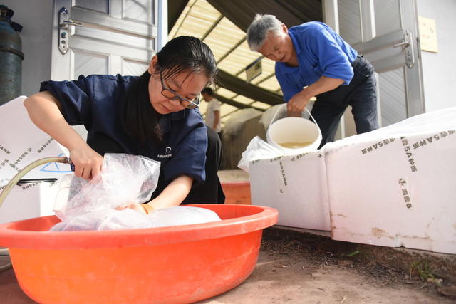 农业  水产养殖  南美白对虾  淡化养殖  虾苗转场