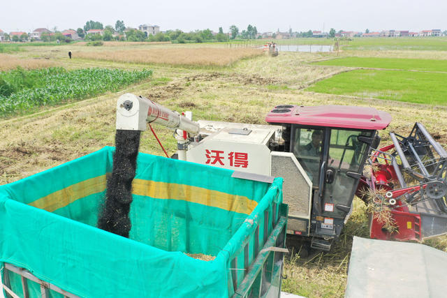 农业  油菜种植  成熟期  油菜籽 
 收割机