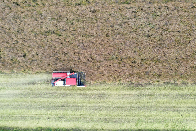 农业  油菜种植  成熟期  油菜籽 
 收割机