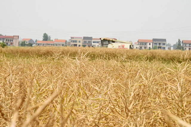 农业  油菜种植  成熟期  油菜籽 
 收割机