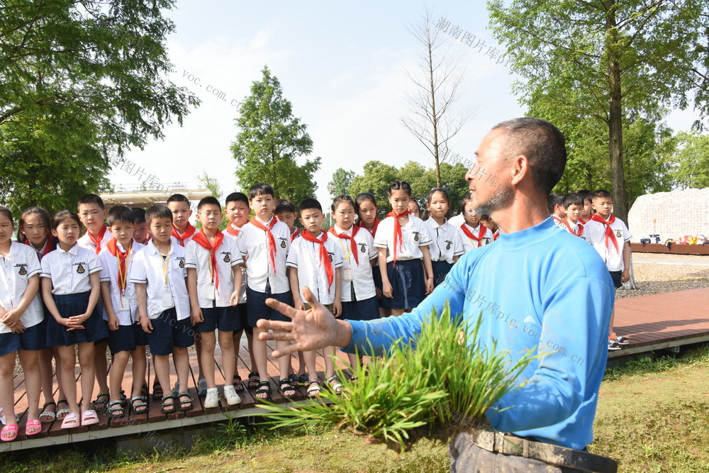 教育  小学  教学实践  水稻插秧  实践基地  老农  