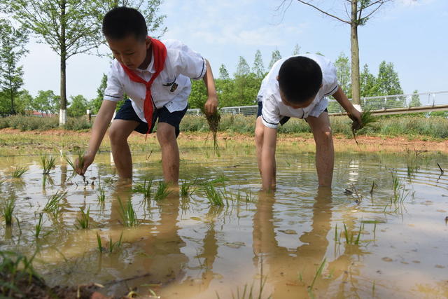 教育  小学  教学实践  水稻插秧  实践基地  老农  