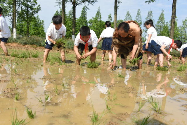 教育  小学  教学实践  水稻插秧  实践基地  老农  