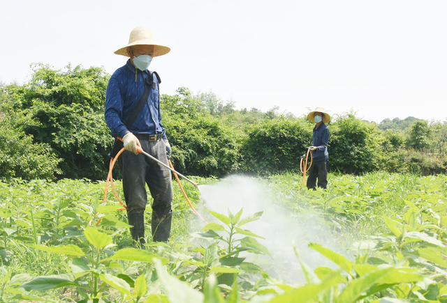 农业  药材种植  菊芋  除草  药物除草  人工除草