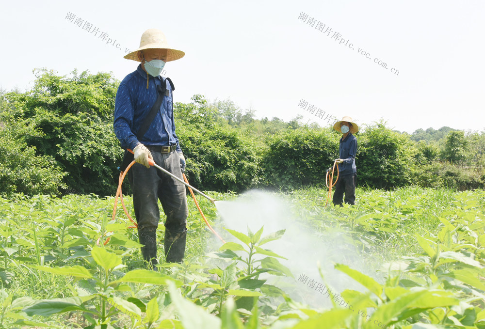 农业  药材种植  菊芋  除草  药物除草  人工除草