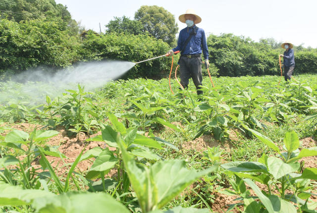 农业  药材种植  菊芋  除草  药物除草  人工除草