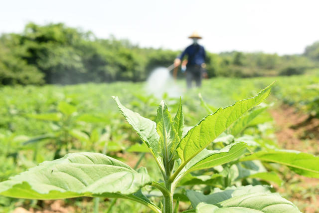 农业  药材种植  菊芋  除草  药物除草  人工除草