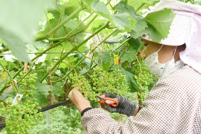 农业  水果种植  特色水果  阳光玫瑰葡萄  疏果  水果质量  高效增收