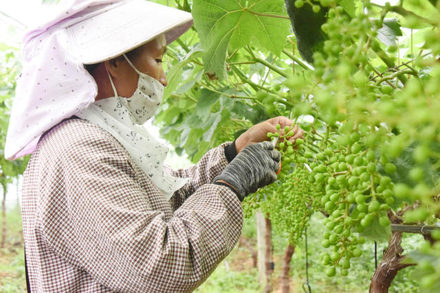 农业  水果种植  特色水果  阳光玫瑰葡萄  疏果  水果质量  高效增收