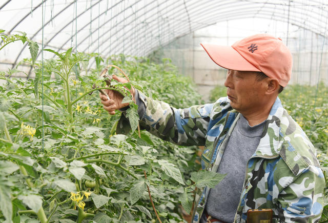 蔬菜种植   大棚  番茄  授粉  结实率  增收