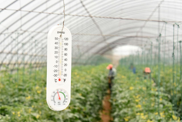 蔬菜种植   大棚  番茄  授粉  结实率  增收