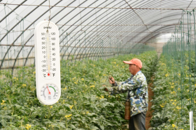 蔬菜种植   大棚  番茄  授粉  结实率  增收