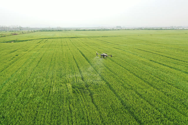 农业  粮食生产  小麦种植  灌浆期  病虫害防治  根外施肥  无人机  植保
