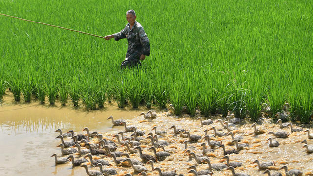 优质稻 丰收 稻田 贫困户 衡阳县 粮食生产 技术指导 生态养殖