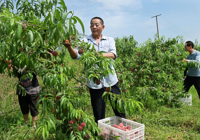 林果产业,桃园,采摘,农村,生态,,人居环境,产业化,,红冠桃,,果农,就业,,农民